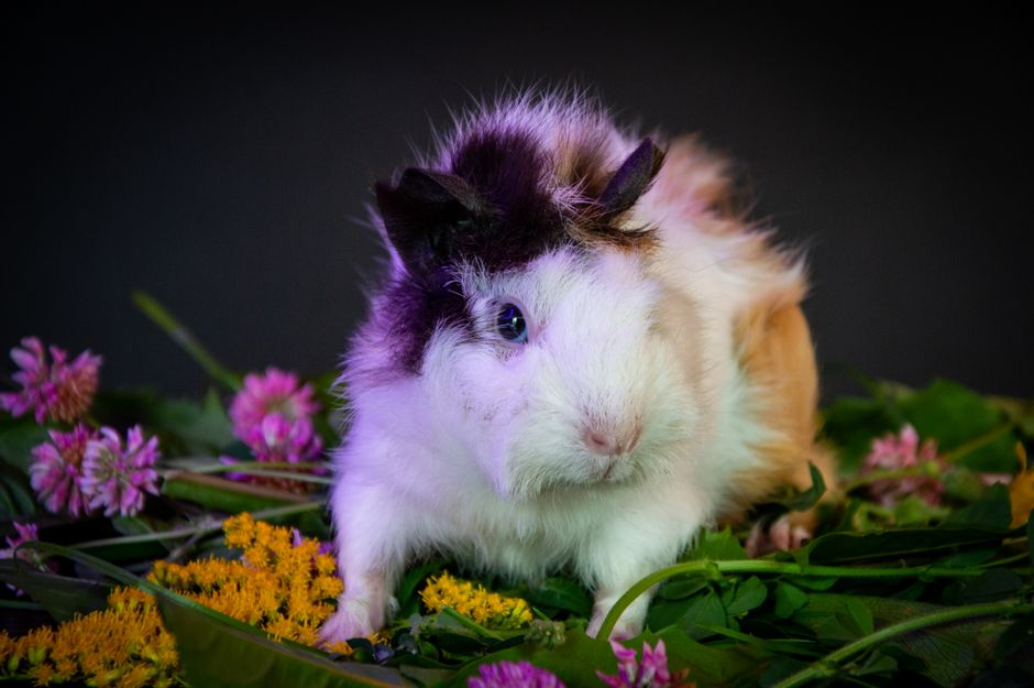 A simple small pet enclosure set up with hay, water, bedding, and a hideout.