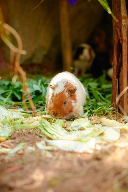 A hamster enclosure with deep bedding, a hideout, and a simple uncluttered layout.