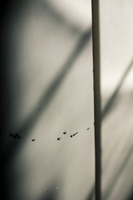 Small mouse droppings gathered along a baseboard in a home corner.