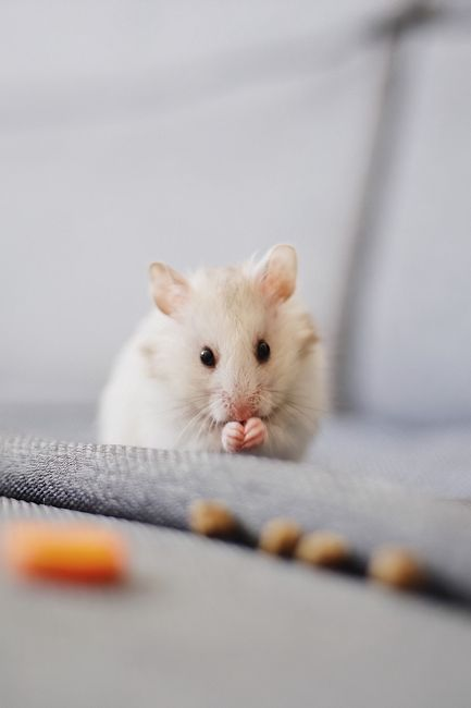 A person calmly offering a treat to a hamster inside its enclosure.