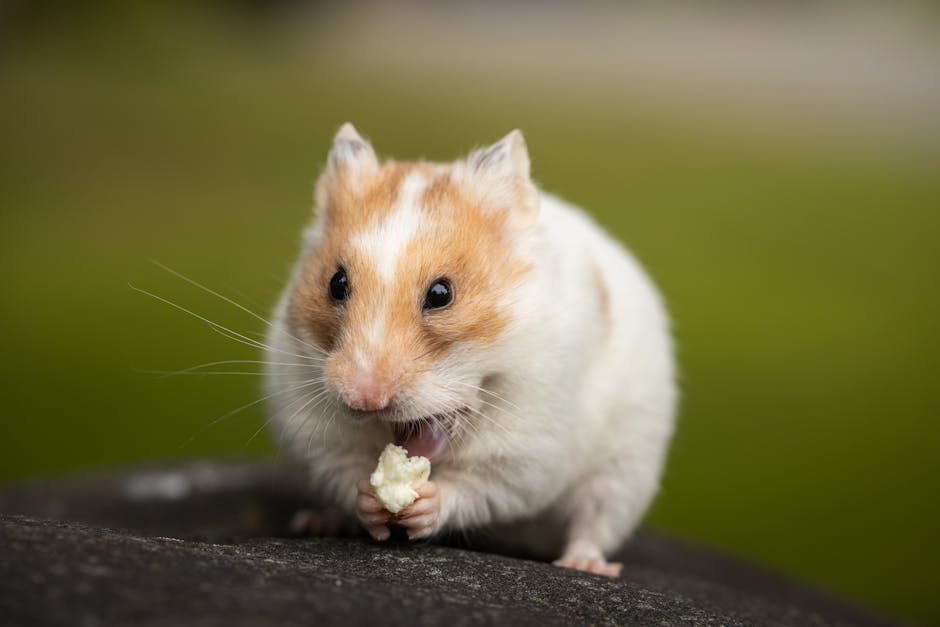 A hamster gently approaching a person's hand during calm evening interaction.