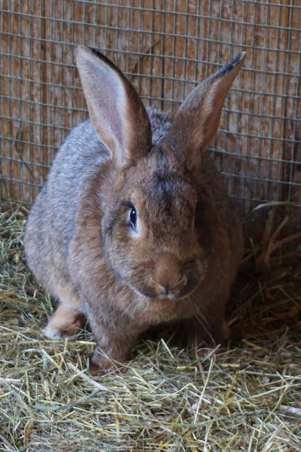 A pet rabbit eating fresh hay from a feeder in an indoor setup.