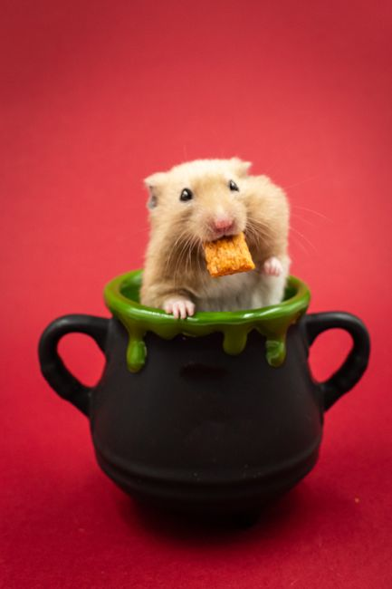 A hamster near a hide and tunnel area with thick bedding that supports burrowing and covered movement.