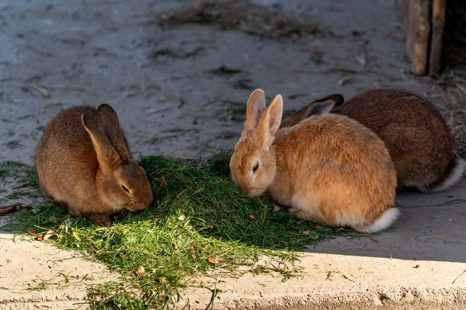 An indoor pet rabbit eating from a pile of hay beside a feeder.