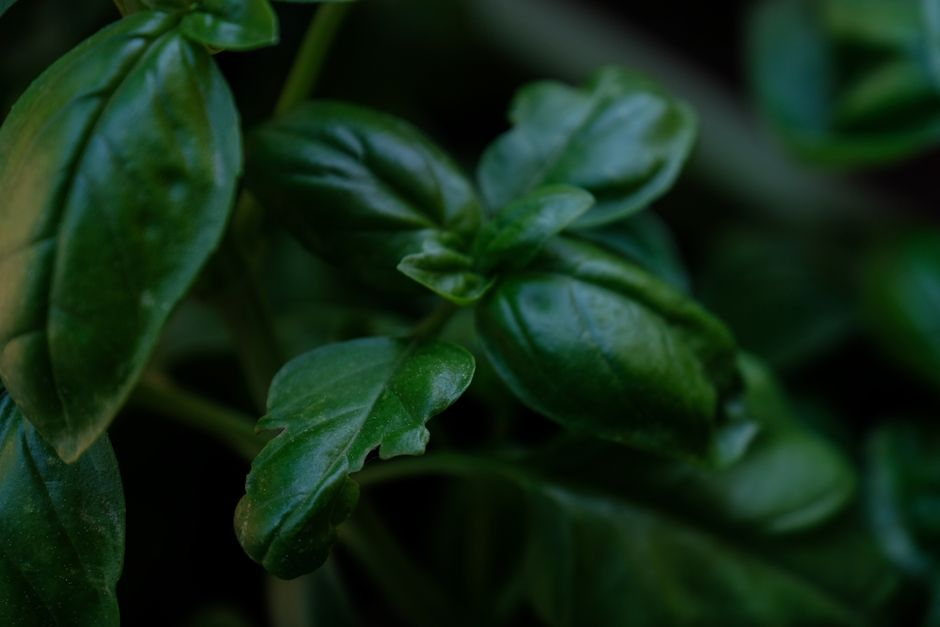 A small assortment of fresh herbs such as basil, mint, and parsley prepared in modest portions.