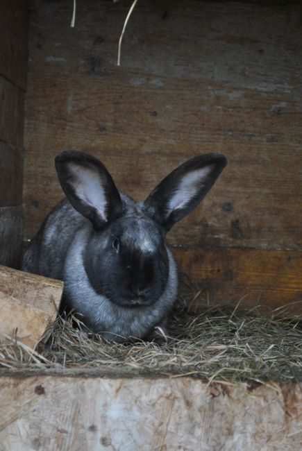 A rabbit returning to a hay pile while a nearby pellet bowl remains secondary in the feeding area.