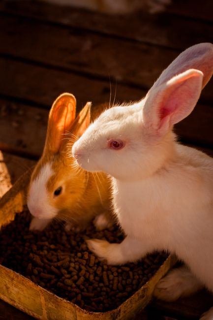A pet rabbit near a bowl of pellets with hay available nearby.