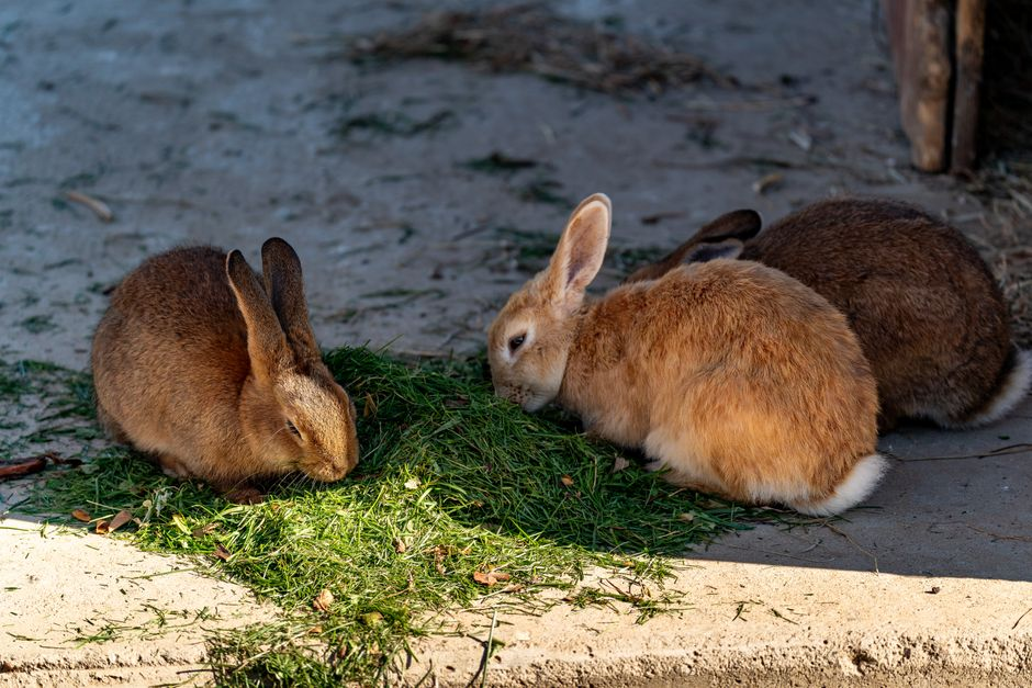 A house rabbit eating hay from a feeder placed beside a litter box.
