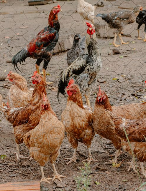 A mixed backyard flock with hens and a rooster sharing space near a feeder in a coop run.